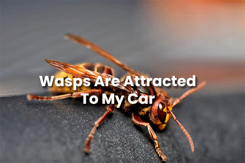 Wasps Attracted To My Car - Why? How to Prevent?